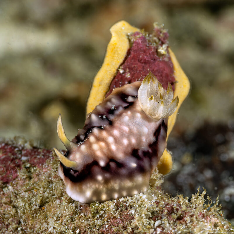 Goniobranchus geometricus (Geometric Chromodoris)