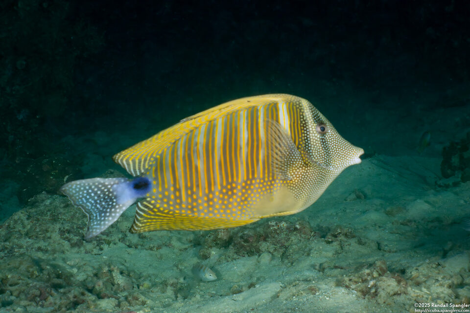 Zebrasoma desjardinii (Indian Sailfin Tang)