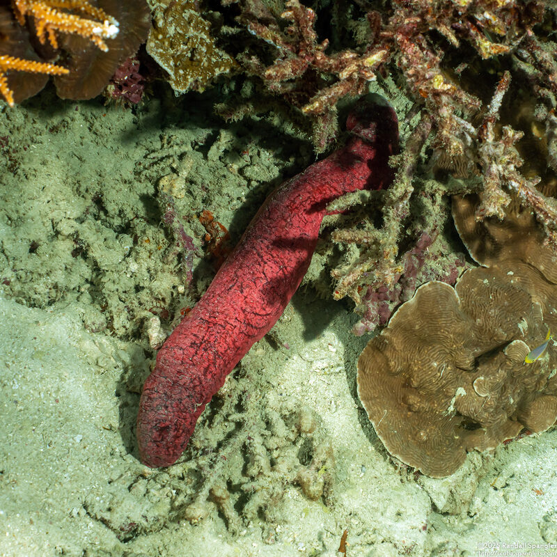 Holothuria edulis (Pinkfish Sea Cucumber)