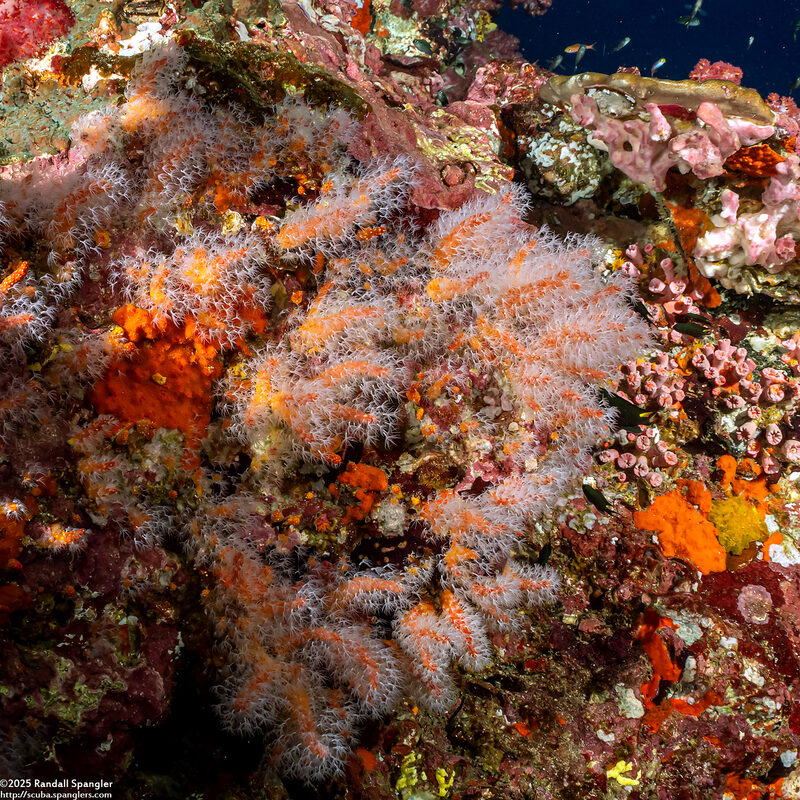 Parasphaerasclera sp.1 (Fuzzy Carrot)