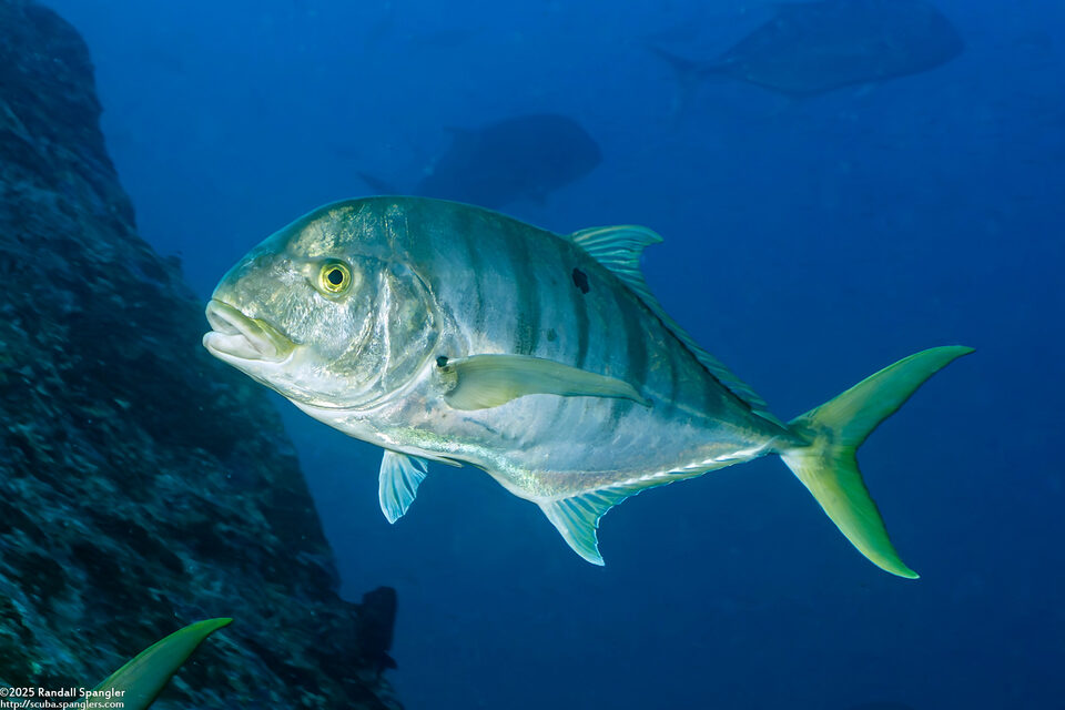 Gnathanodon speciosus (Golden Trevally)