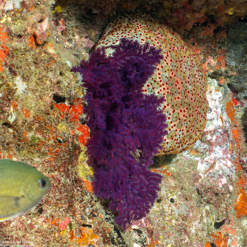 Menella sp.1 (Menella sp.1)