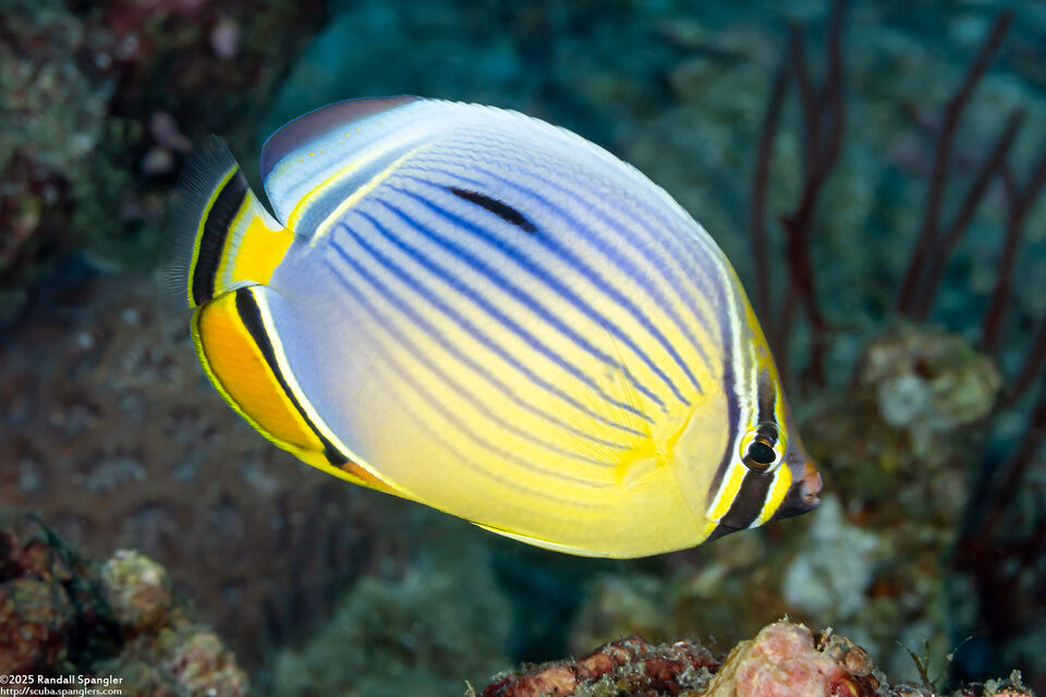Chaetodon trifasciatus (Indian Redfin Butterflyfish)