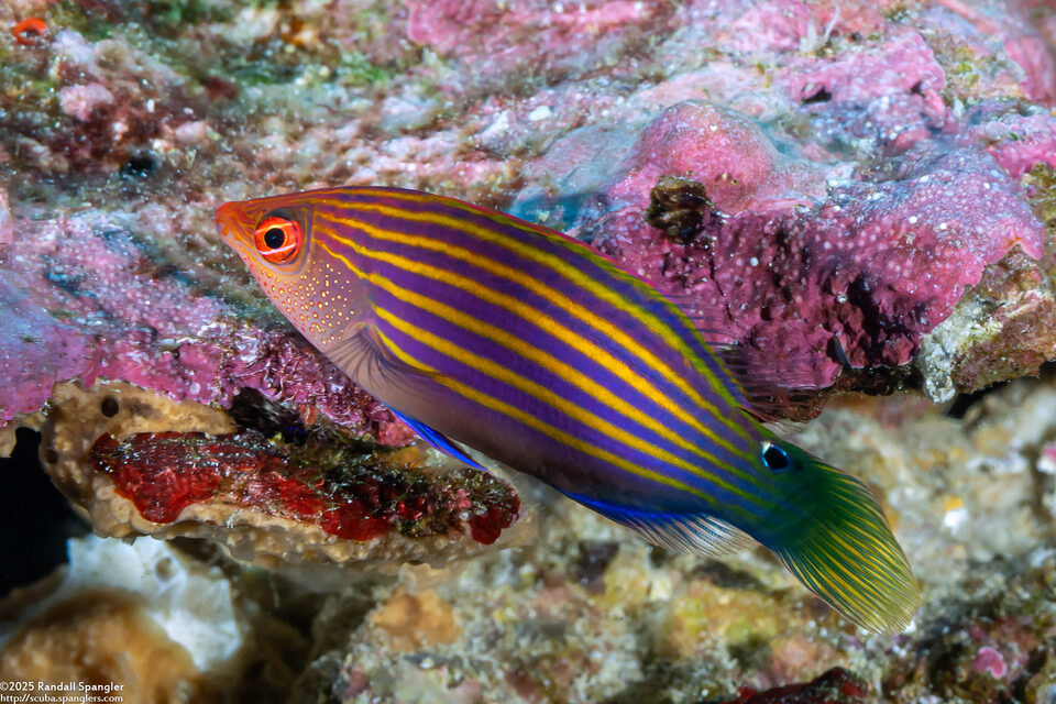 Pseudocheilinus hexataenia (Sixstripe Wrasse)