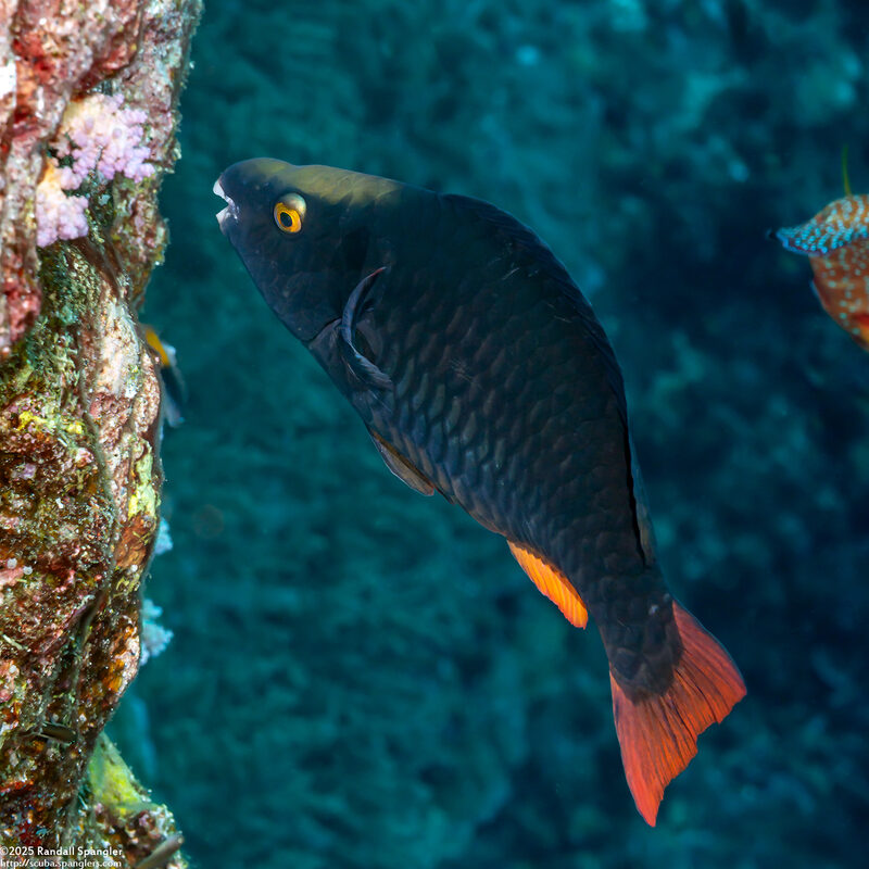 Scarus tricolor (Tricolor Parrotfish)