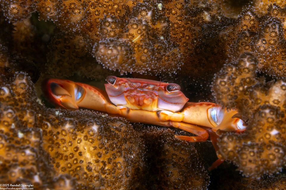 Trapezia lutea (Yellow Dotted Guard Crab)
