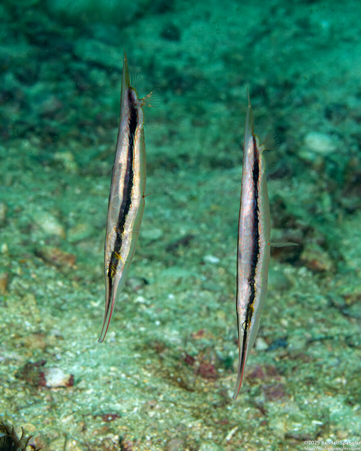 Aeoliscus strigatus (Hinged Shrimpfish)