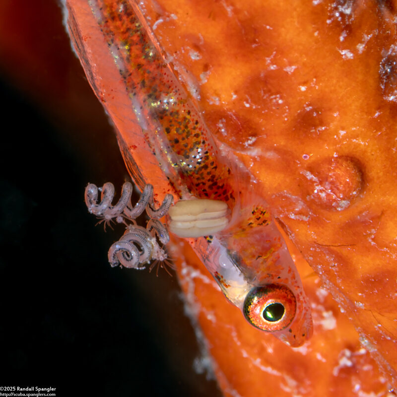 Cardiodectes asper (Spiral Copepod)