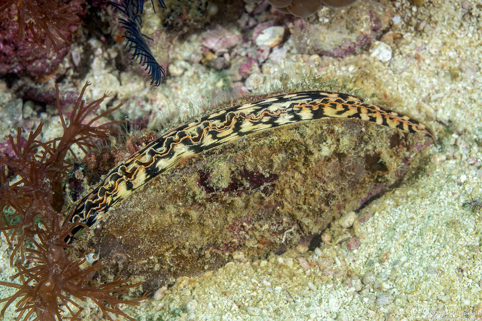 Atrina pectinata (Comb Pen Shell)