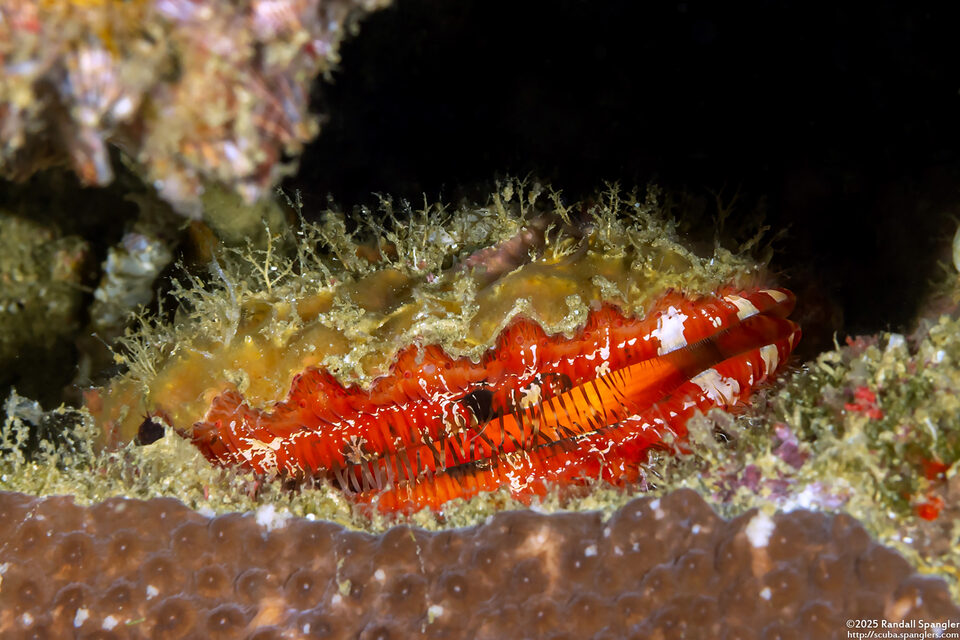 Gloripallium pallium (Royal Cloak Scallop)