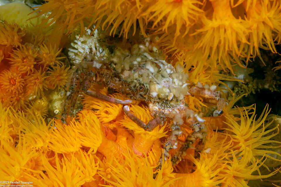 Epialtidae sp.4 (Epialtidae sp.4)