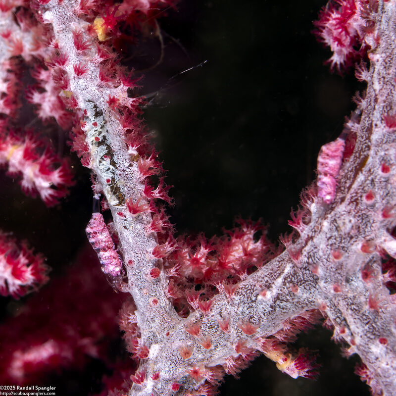 Hamodactylus boschmai (Boschma's Gorgonian Shrimp)
