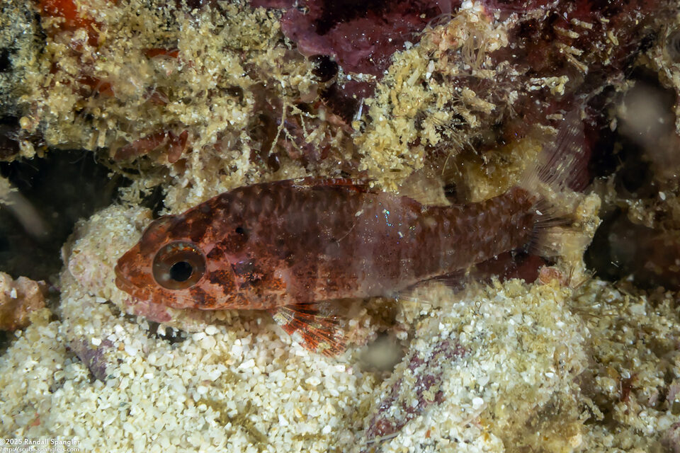 Siphamia corallicola (Coral Siphonfish)