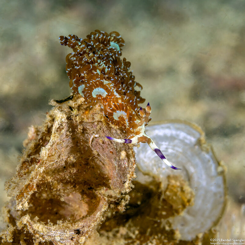Pteraeolidia semperi (Blue Dragon Nudibranch)