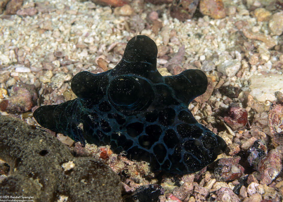 Coriocella nigra (Black Velvetinid)