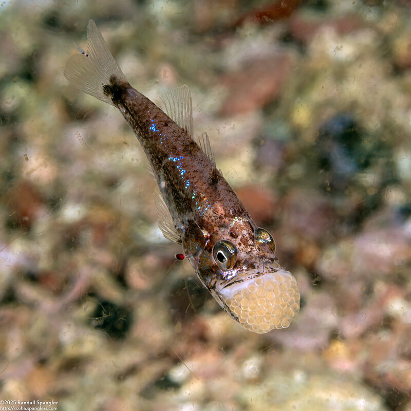 Siphamia corallicola (Coral Siphonfish); With eggs in its mouth