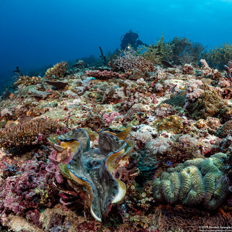 Tridacna squamosa (Fluted Giant Clam)