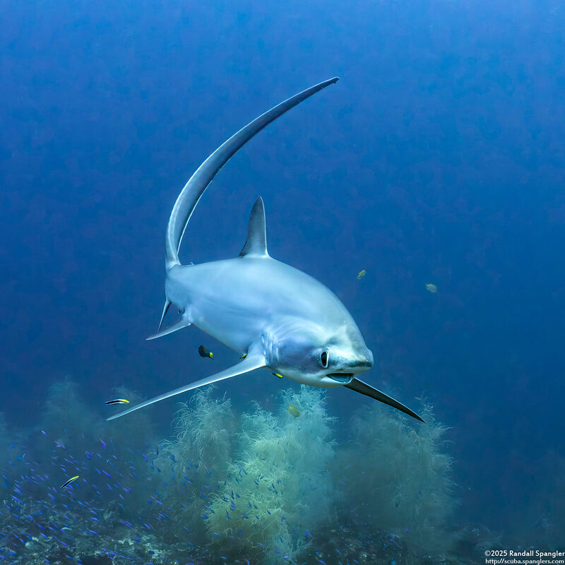 Alopias pelagicus (Pelagic Thresher Shark)