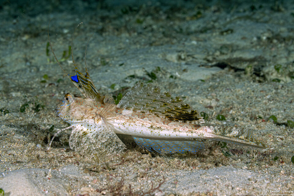 Dactylopus dactylopus (Fingered Dragonet)