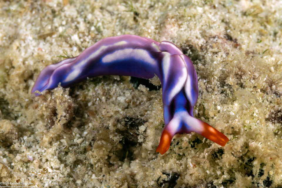 Thuridilla albopustulosa (White-Bump Sapsucking Slug)