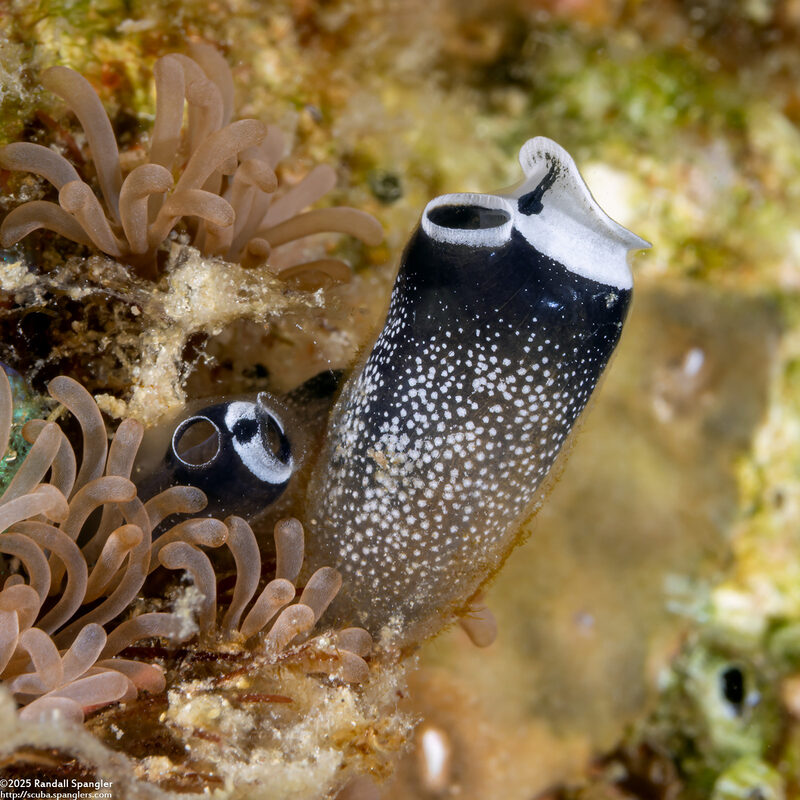 Clavelina robusta (Robust Clavelina)