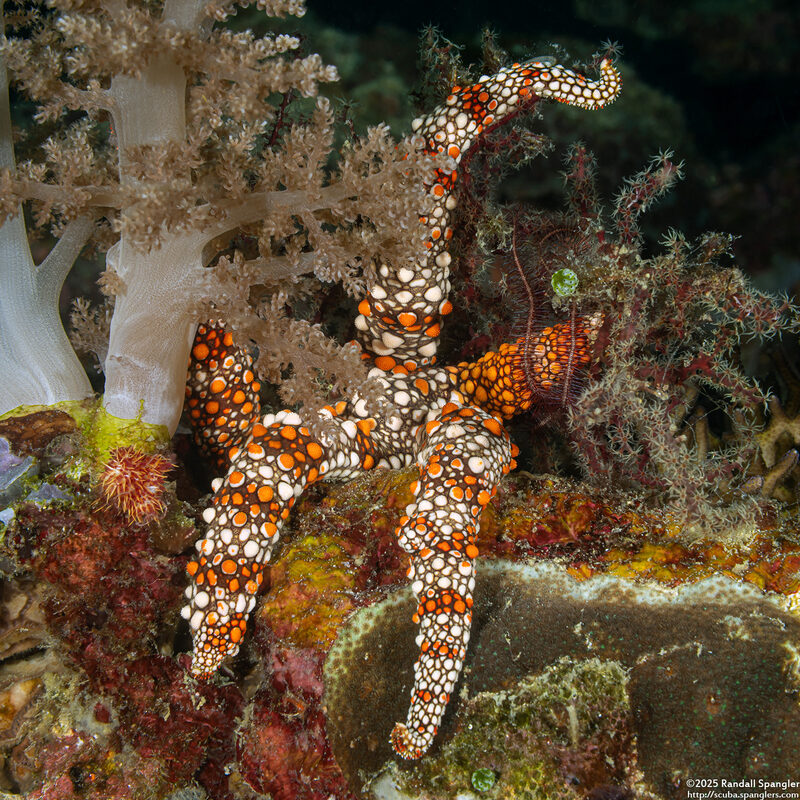 Nardoa frianti (Friant's Sea Star)