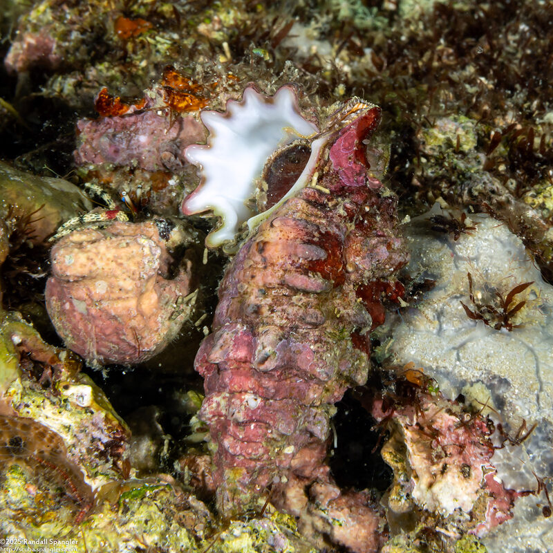 Cerithium echinatum (Spinose Cerith)