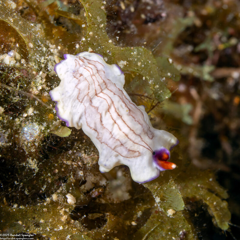 Pseudoceros cf.2 rubrotentaculatus (Pseudoceros cf.2 Rubrotentaculatus)