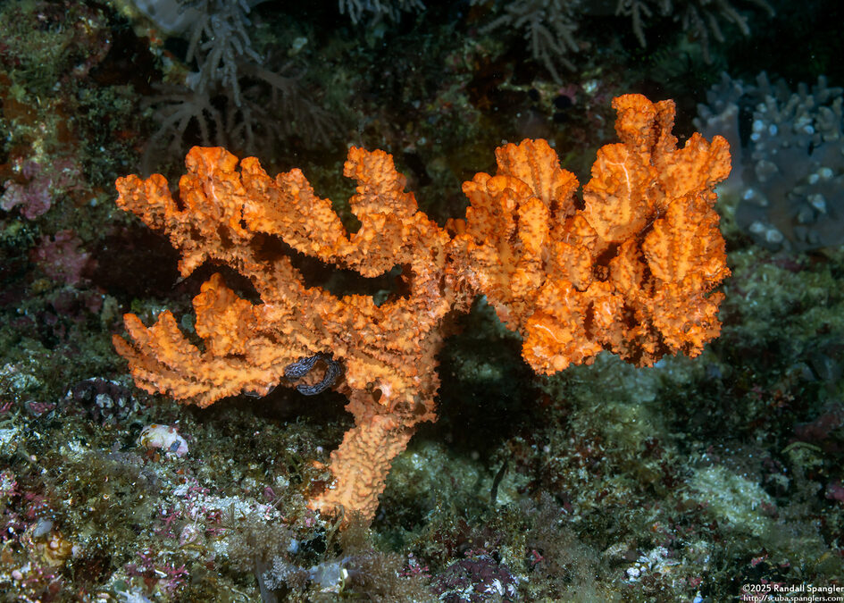 Stylissa carteri (Stylissa Carteri)