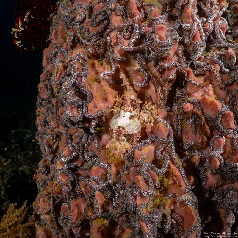 Synaptula sp.1 (Sponge Sea Cucumber)