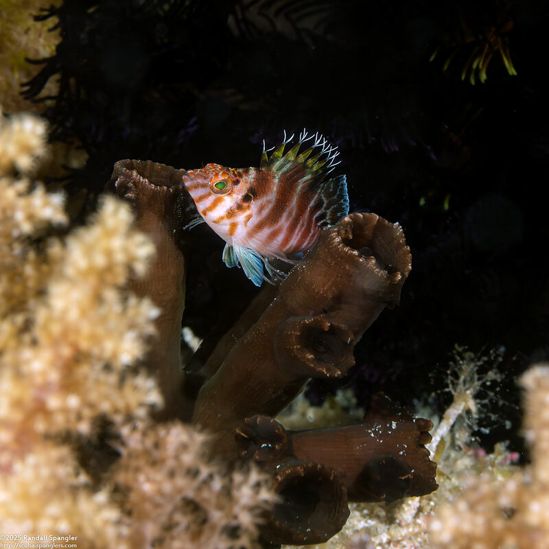 Cirrhitichthys aprinus (Threadfin Hawkfish)