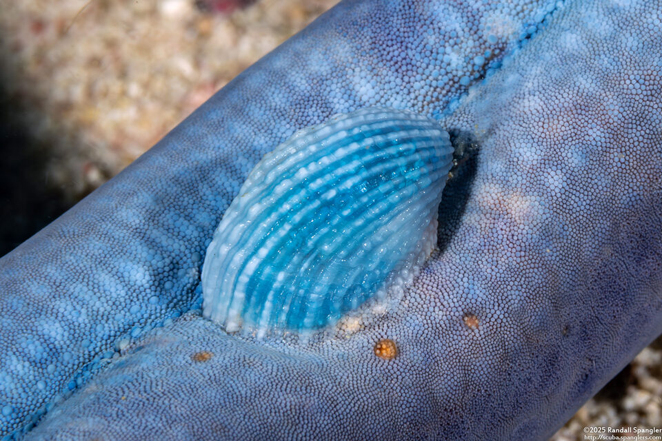 Thyca crystallina (Crystalline Starfish Snail)