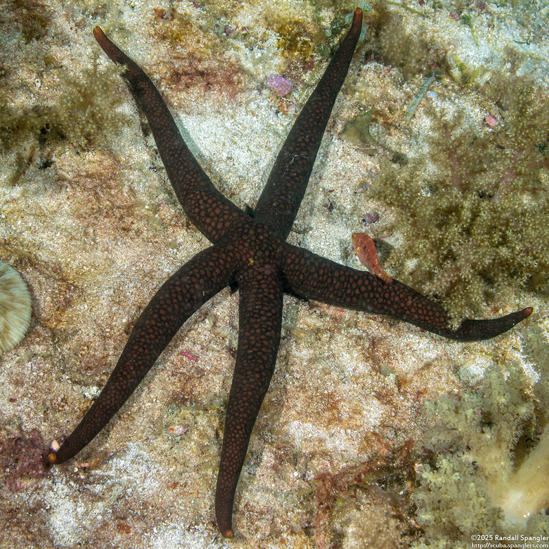 Nardoa galatheae (Brown Mesh Sea Star)