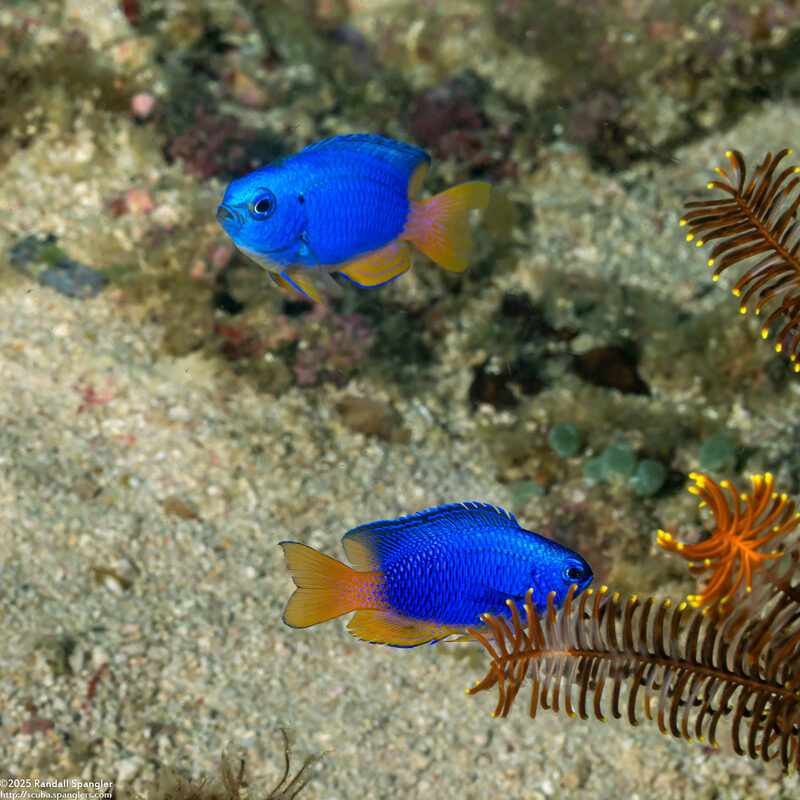 Pomacentrus coelestis (Neon Damsel)