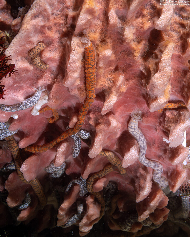 Synaptula sp.4 (Synaptula sp.4)