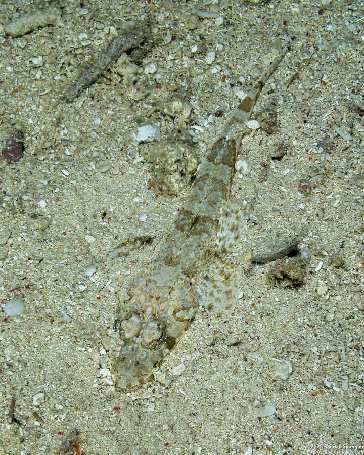 Thysanophyrs celebica (Celebes Flathead)