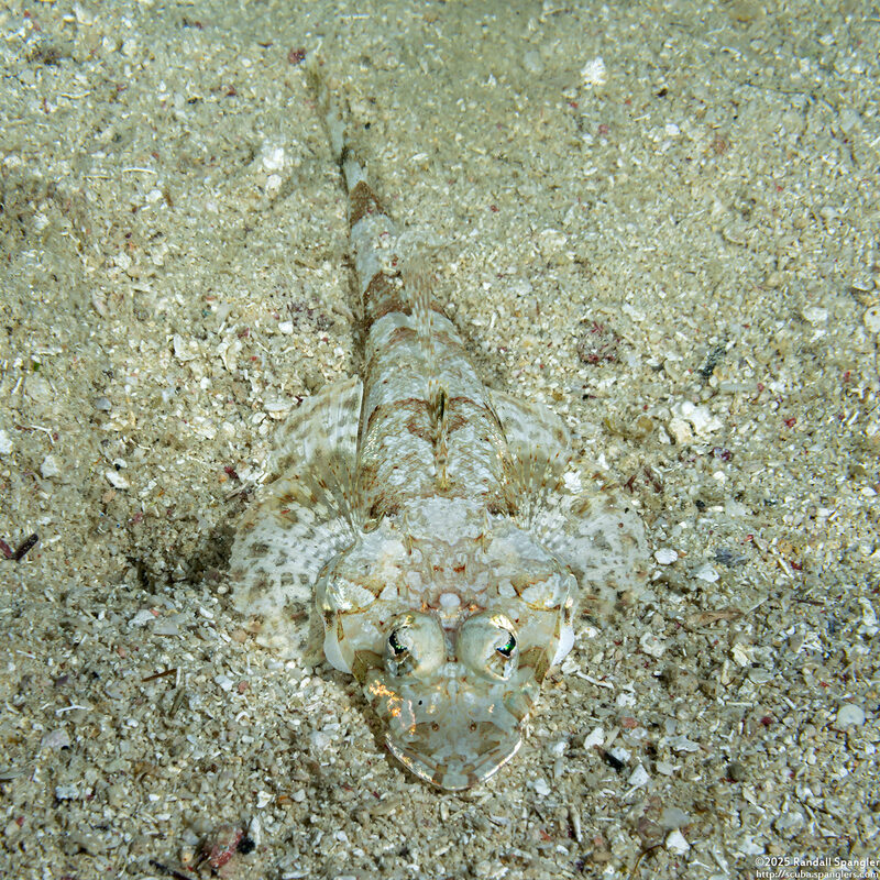 Thysanophyrs celebica (Celebes Flathead)