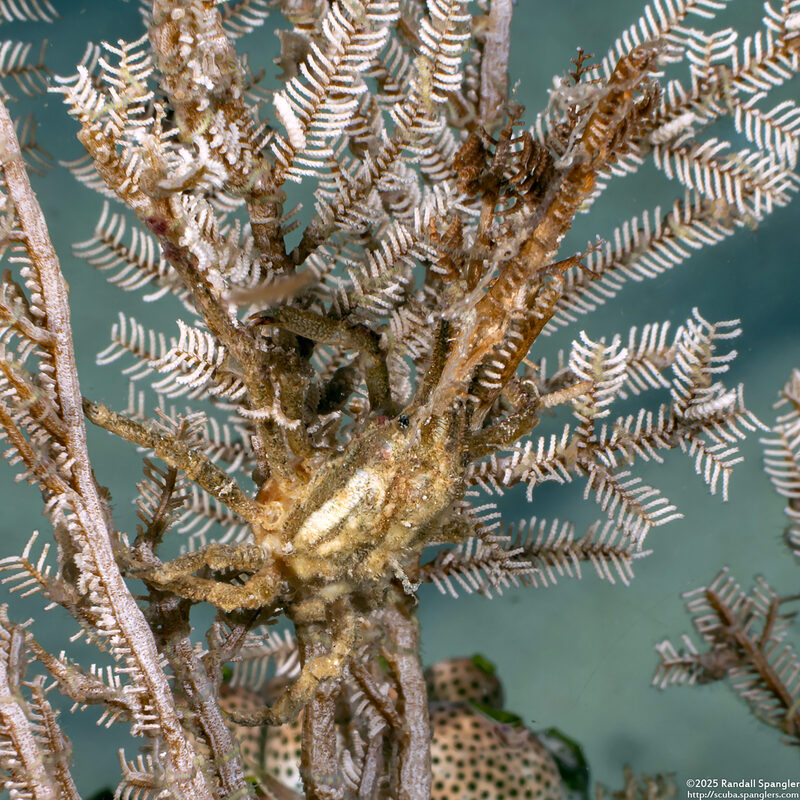Hyastenus bispinosus (Hydroid Decorator Crab)