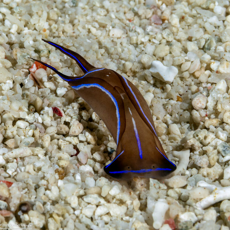 Chelidonura varians (Blue Edge Headshield Slug)