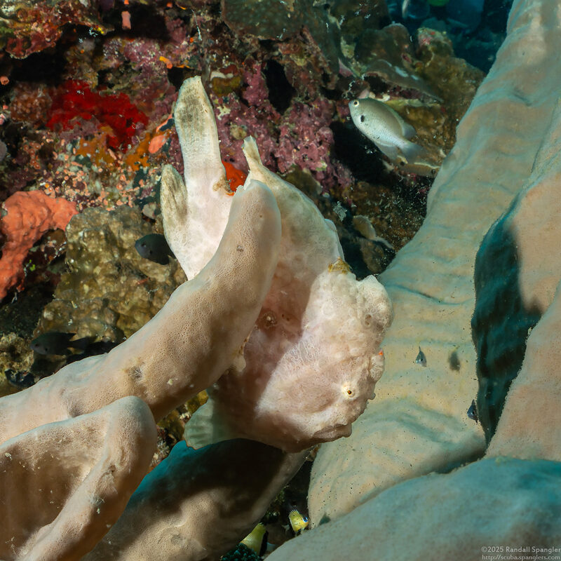 Antennarius commerson (Commerson's Frogfish)