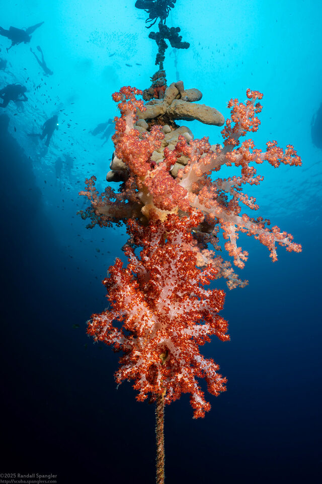 Dendronephthya sp.1 (Dendronephthya)