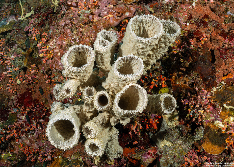 Callyspongia sp.3 (Callyspongia sp.3)