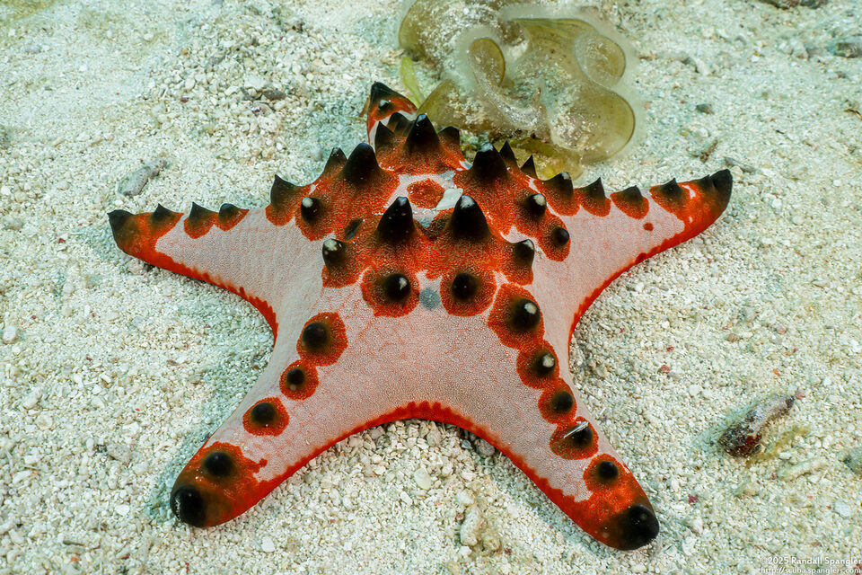 Protoreaster nodosus (Chocolate Chip Sea Star)