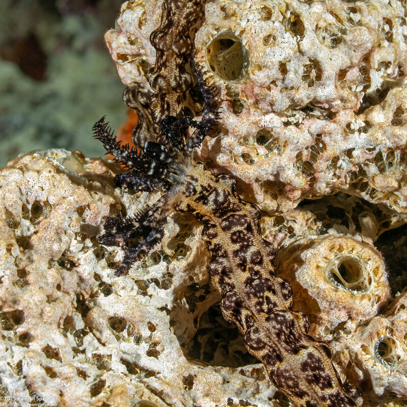 Opheodesoma grisea (Serpent Sea Cucumber)