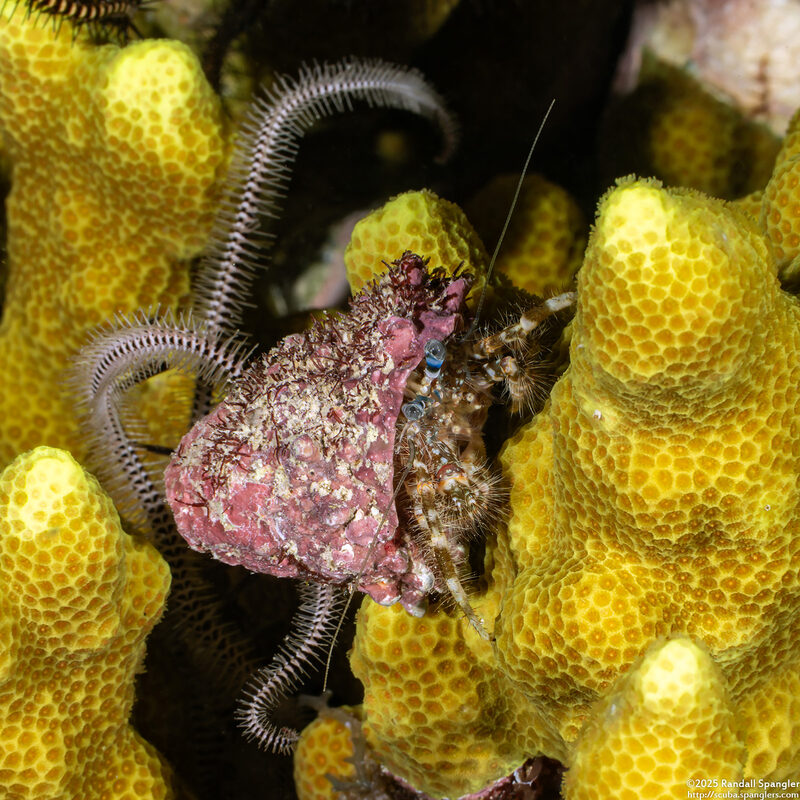 Pagurus sp.3 (Blue-Banded Pagurus)