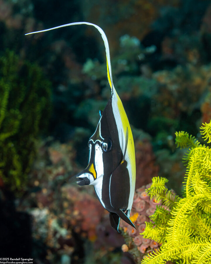 Zanclus cornutus (Moorish Idol)