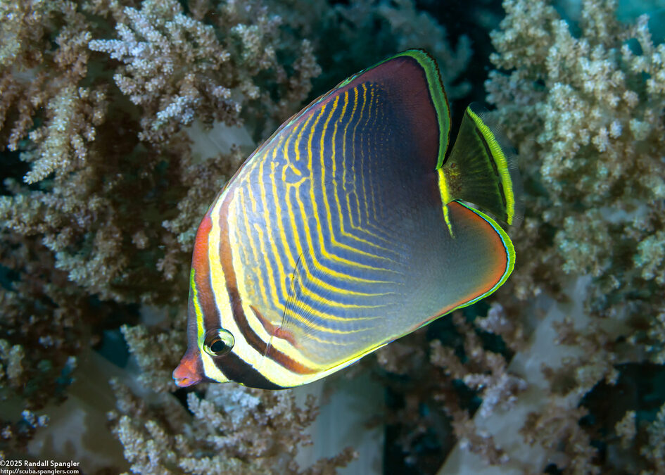 Chaetodon baronessa (Eastern Triangular Butterflyfish)