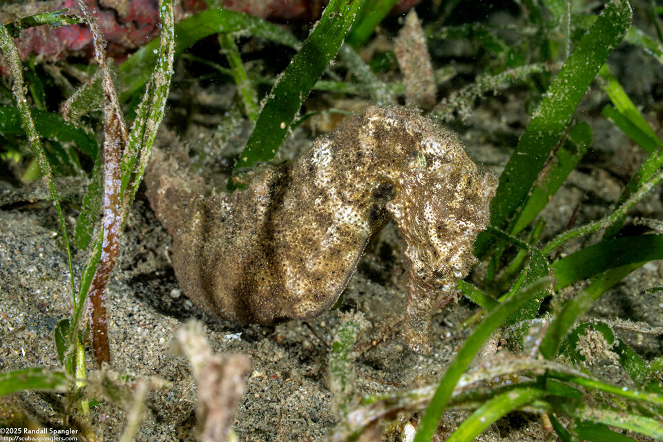 Hippocampus trimaculatus (Smooth Seahorse)