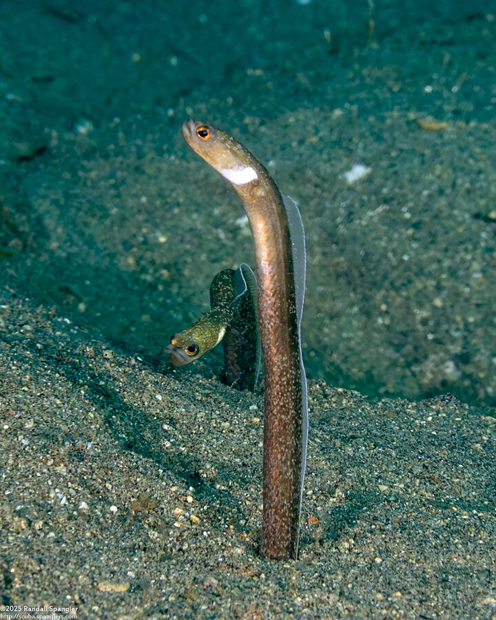 Heteroconger perissodon (Black Garden Eel)