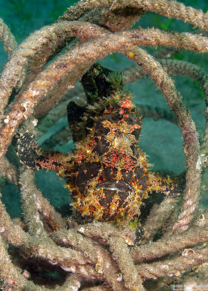 Antennarius commerson (Commerson's Frogfish)